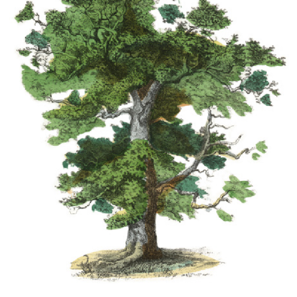 Kolorierte botanische Zeichnung eines Eichenbaums (Quercus) mit dichtem, grünem Laub und kräftigem Stamm. Unter dem Baum steht die lateinische und englische Bezeichnung: Quercus – Oak Tree.
