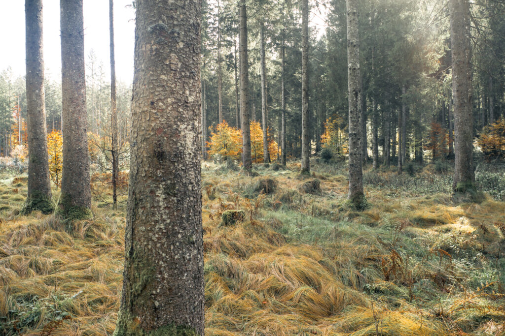 Das Bild zeigt einen Wald in den Herbstfarben gelb, orange, grün und braun.